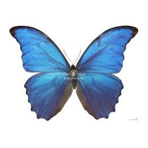 MORPHO DIDIUS